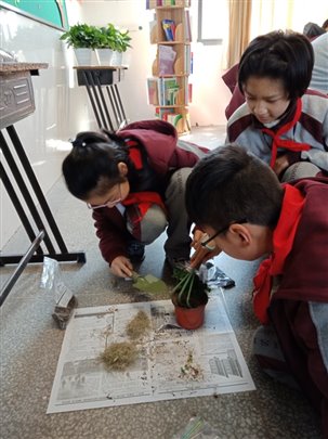 E:photo8学年9.3.12-13植树、薄荷种植薄荷c4606aba3b9eded9ab4b71670b325d4.jpg